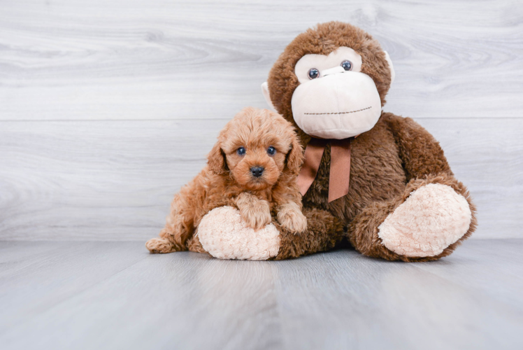 Hypoallergenic Cavoodle Poodle Mix Puppy