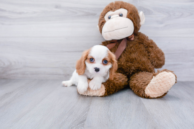 Hypoallergenic Cavalier King Charles Spaniel Purebred Pup