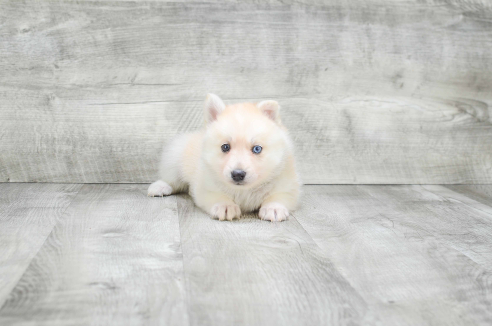 Fluffy Pomsky Designer Pup