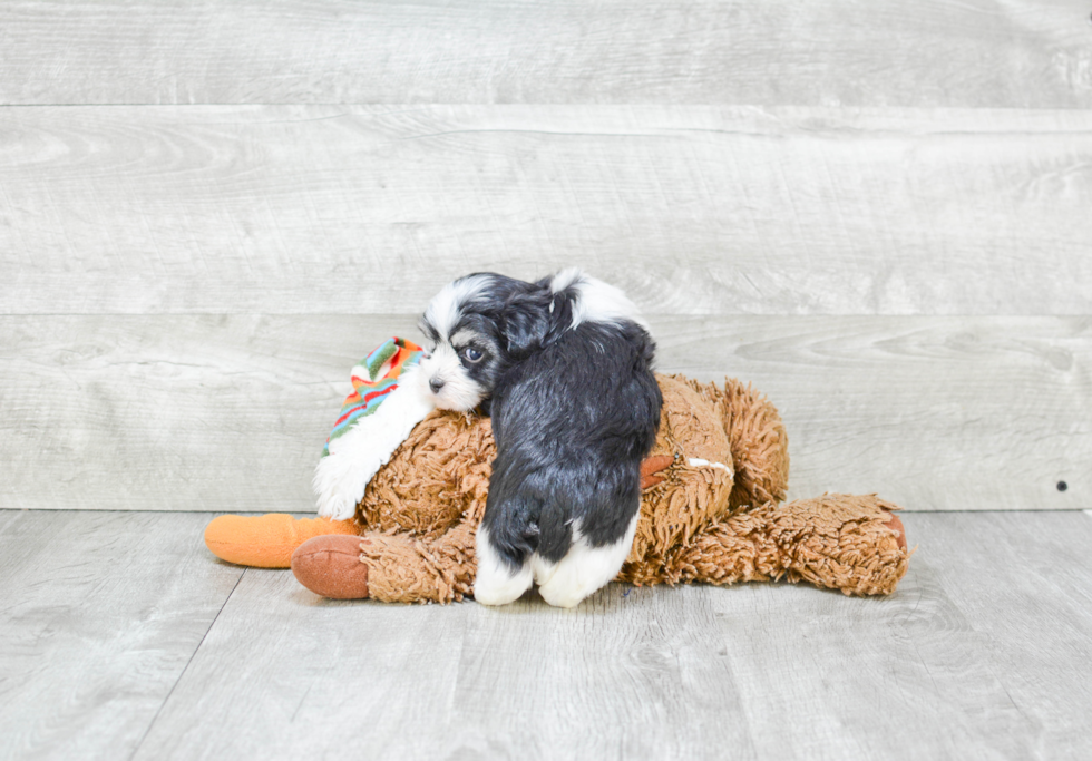 Happy Havanese Purebred Puppy