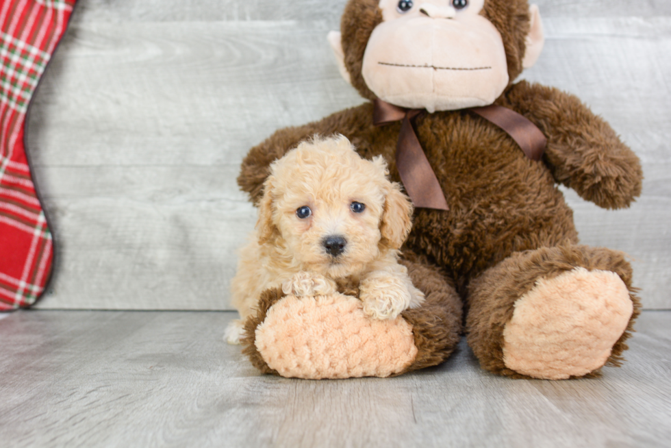 Friendly Maltipoo Baby