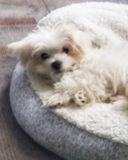 Adorable Maltese Purebred Pup