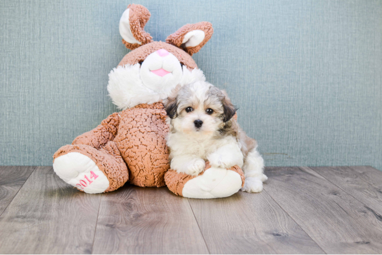 Funny Havanese Baby