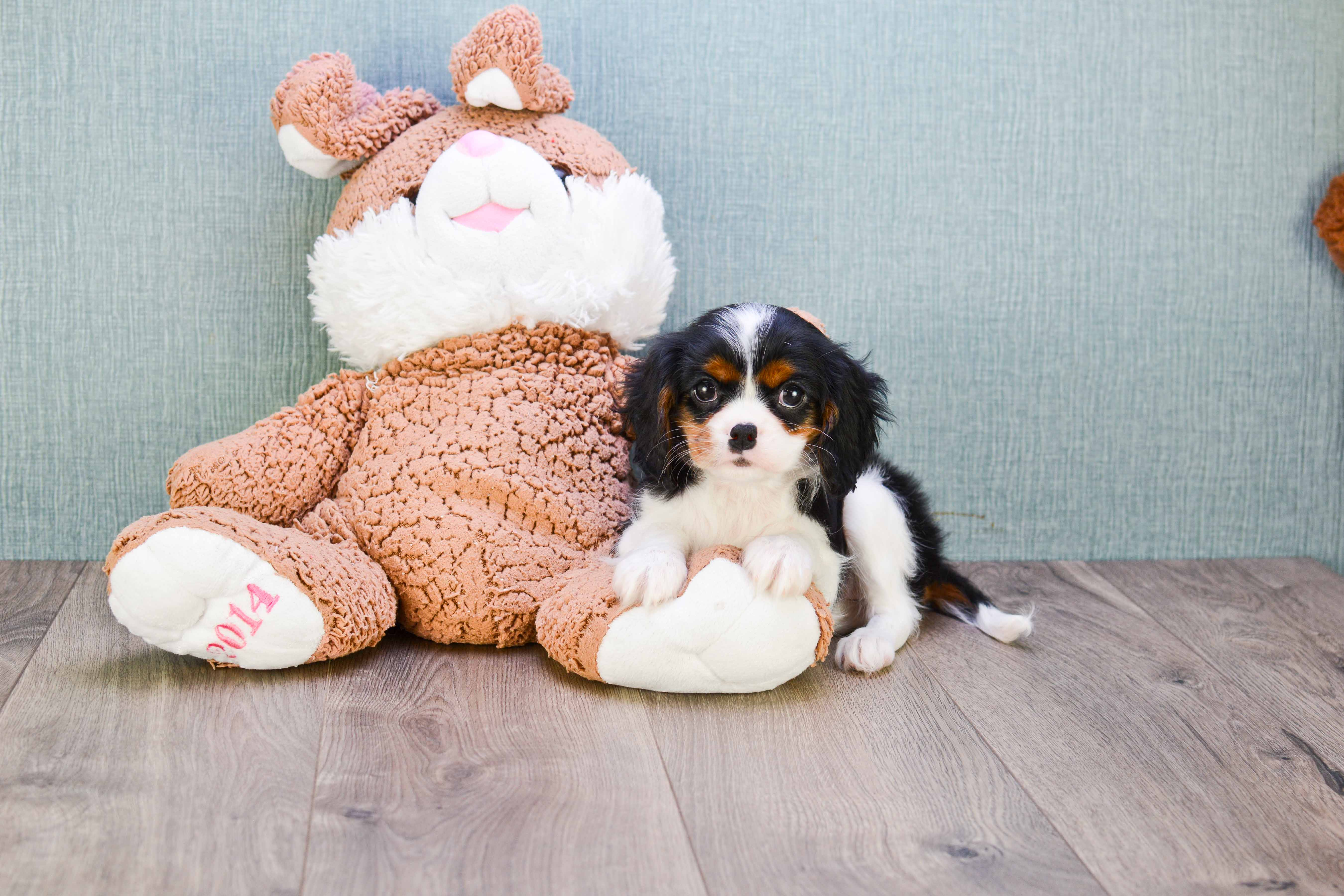 Cavalier King Charles Spaniel Pup Being Cute