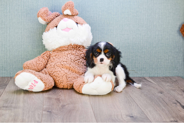 Cavalier King Charles Spaniel Pup Being Cute