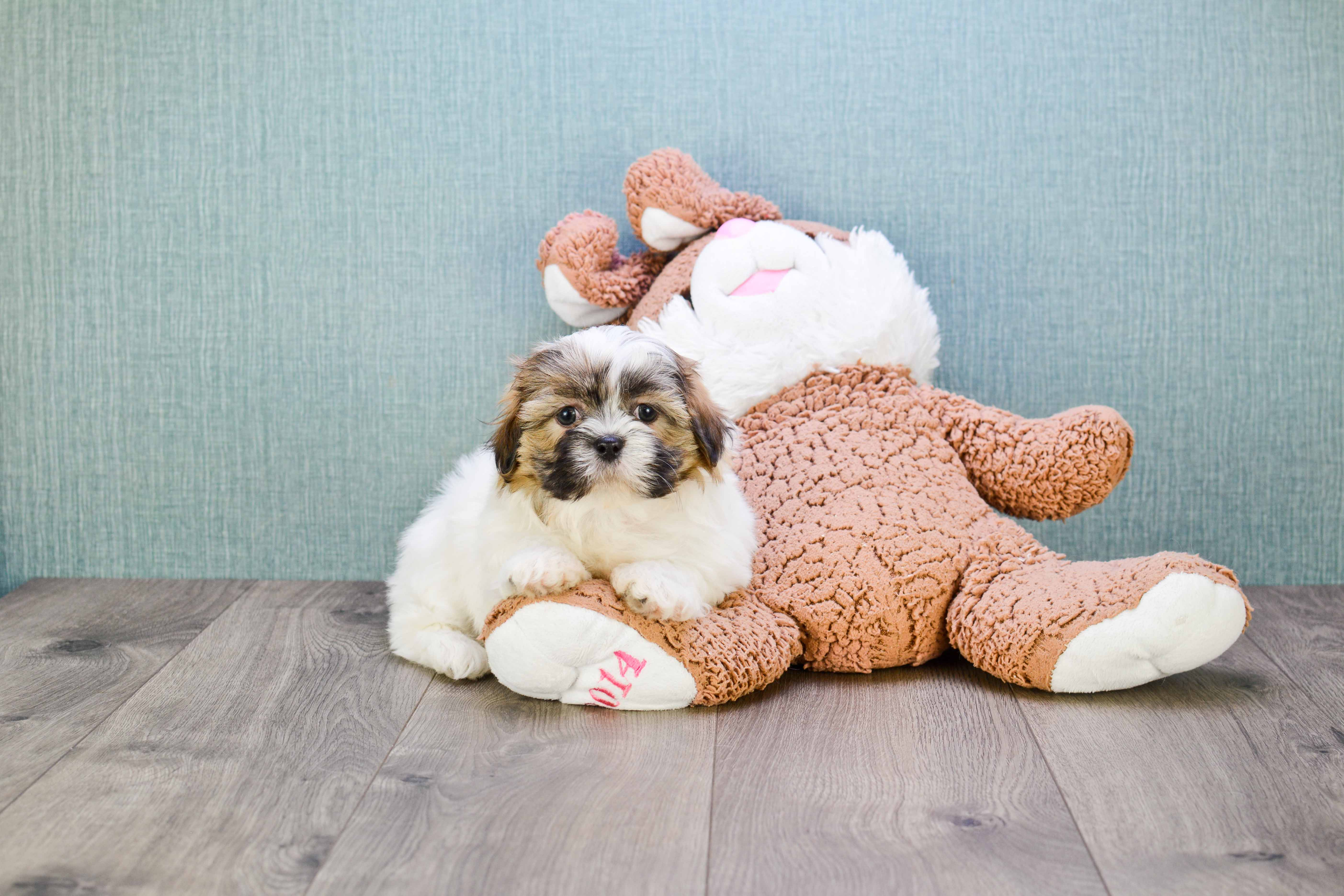 Small Teddy Bear Baby