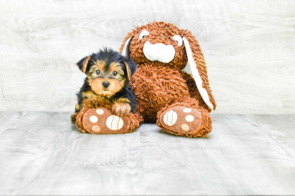 Meet Snickers - our Yorkshire Terrier Puppy Photo 