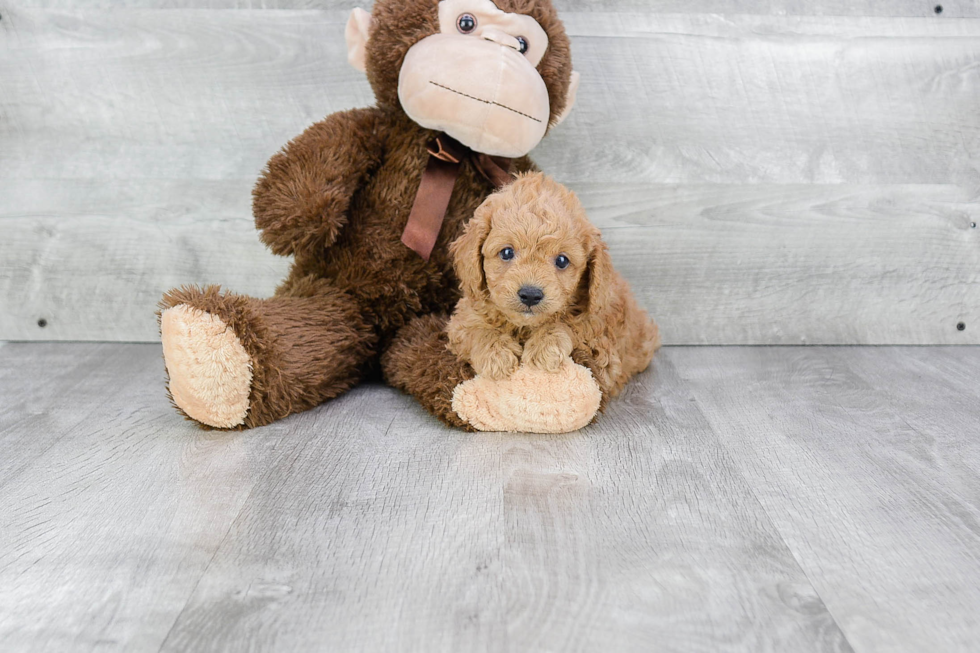 Petite Cavapoo Poodle Mix Pup