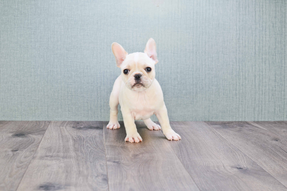 French Bulldog Puppy for Adoption