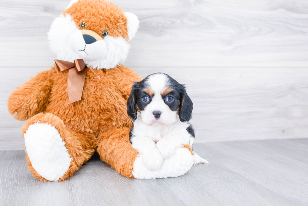 Friendly Cavalier King Charles Spaniel Purebred Pup