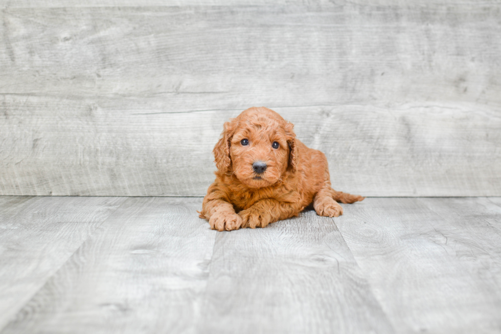 Best Mini Goldendoodle Baby