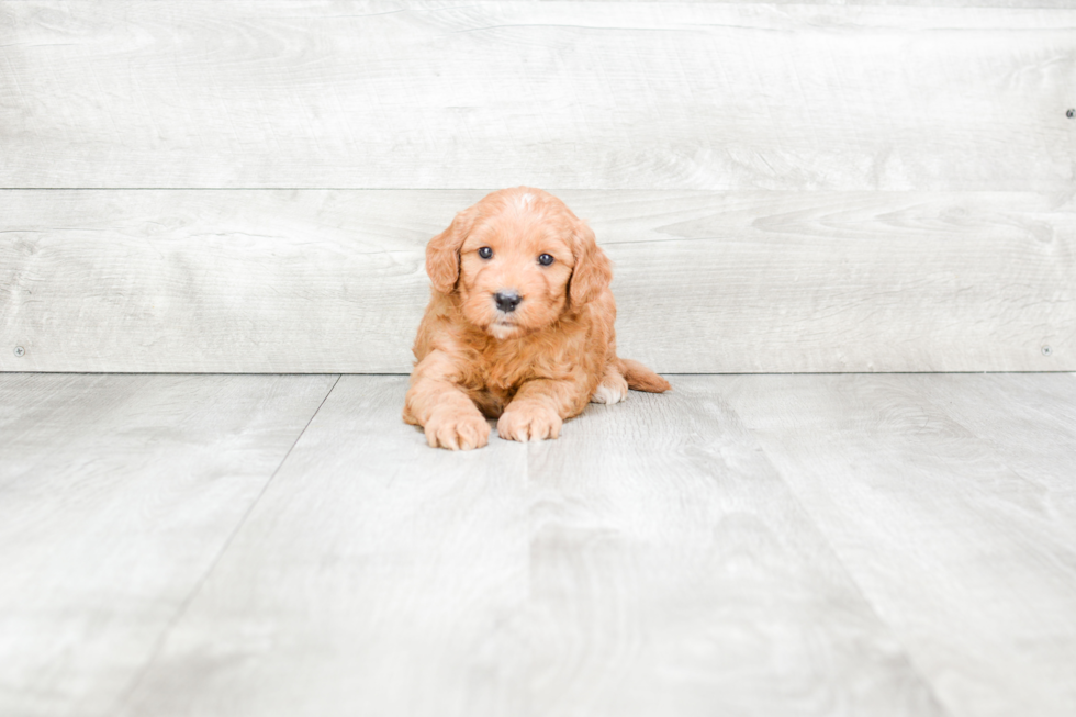 Mini Goldendoodle Pup Being Cute