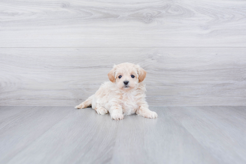 Playful Maltese Poodle Poodle Mix Puppy