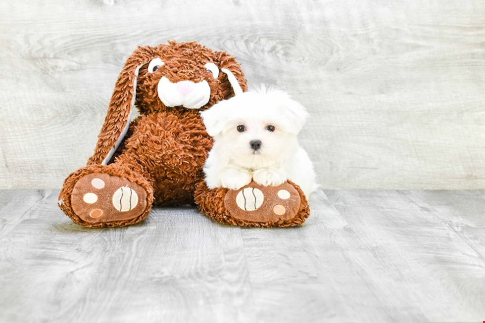 Maltese Pup Being Cute