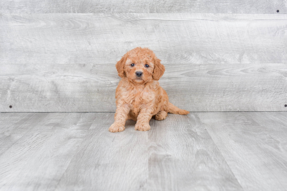 Friendly Mini Goldendoodle Baby