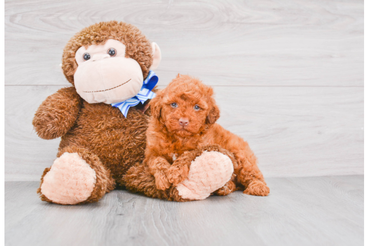 Funny Mini Goldendoodle Poodle Mix Pup