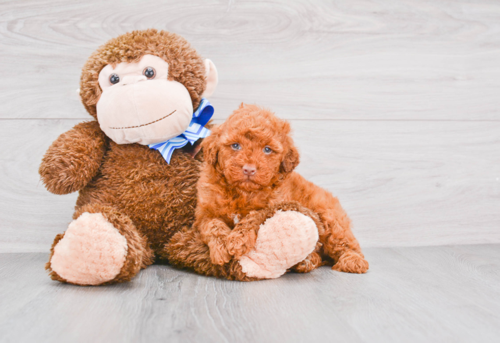 Funny Mini Goldendoodle Poodle Mix Pup