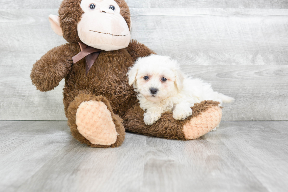 Best Havanese Baby