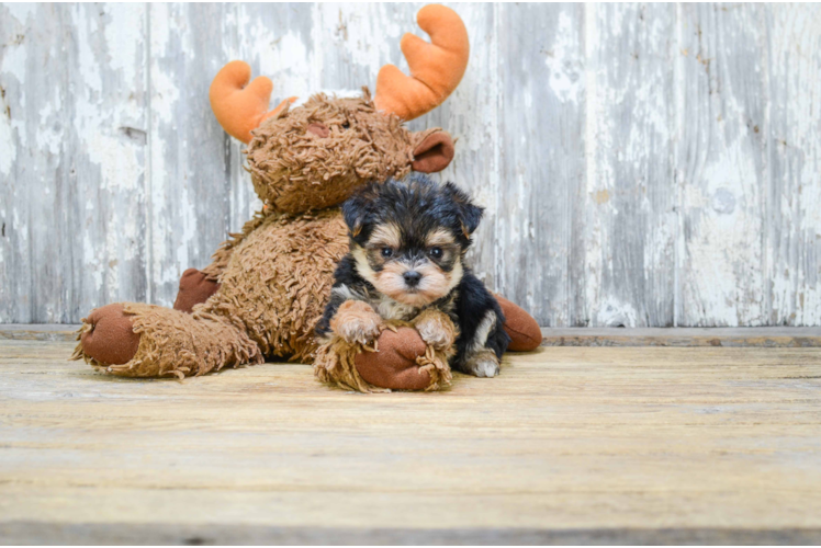 Smart Morkie Designer Pup