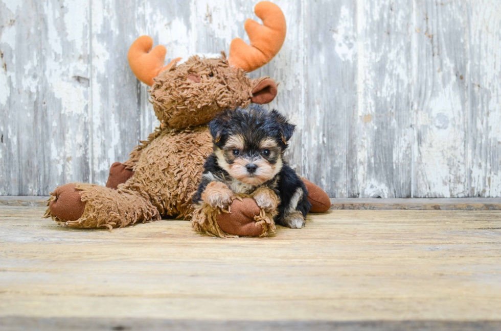 Smart Morkie Designer Pup