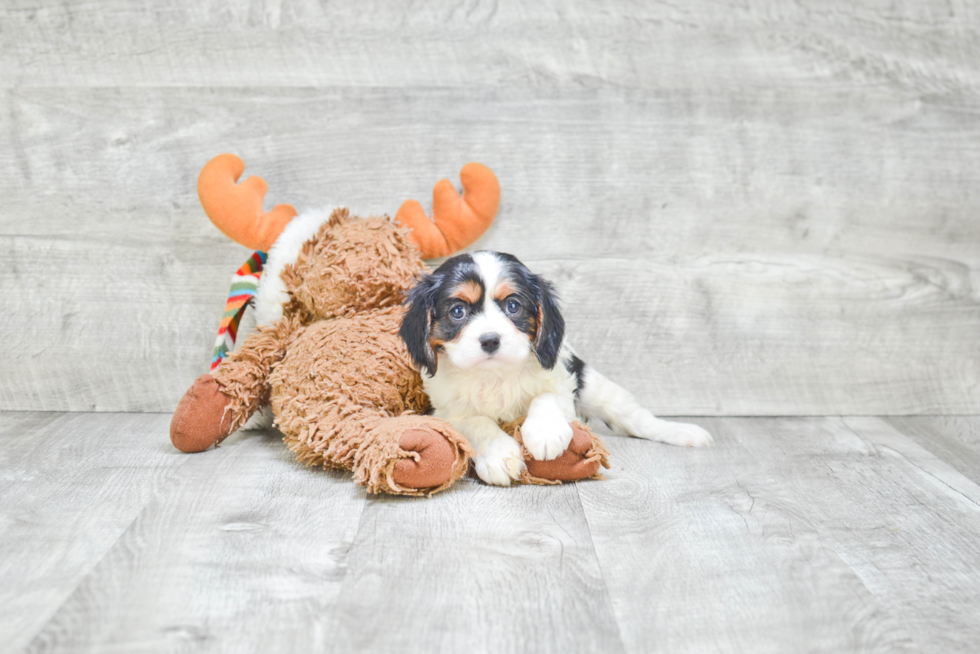 Small Cavalier King Charles Spaniel Purebred Pup