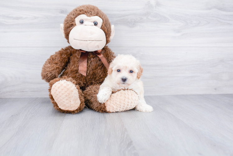 Funny Maltipoo Poodle Mix Pup