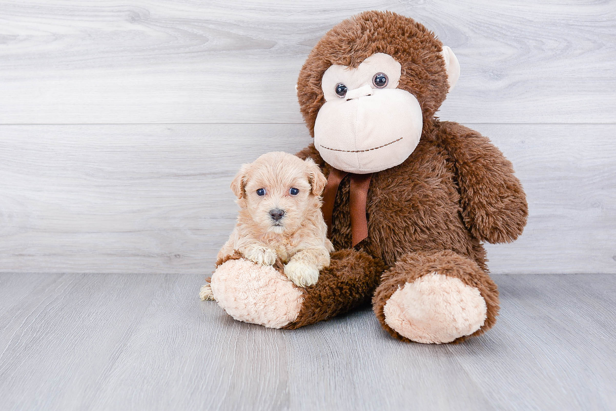 Sweet Maltipoo Baby