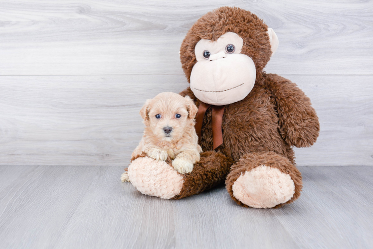 Sweet Maltipoo Baby