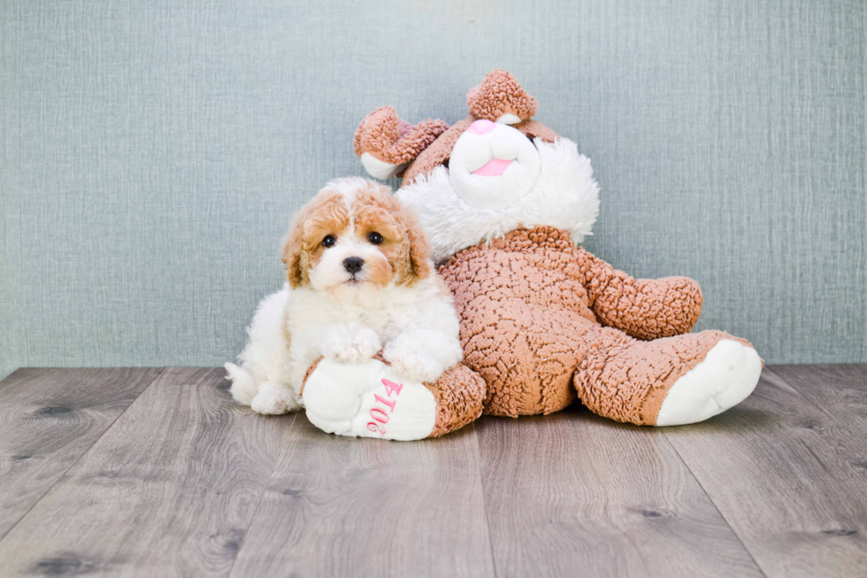 Energetic Cavoodle Poodle Mix Puppy