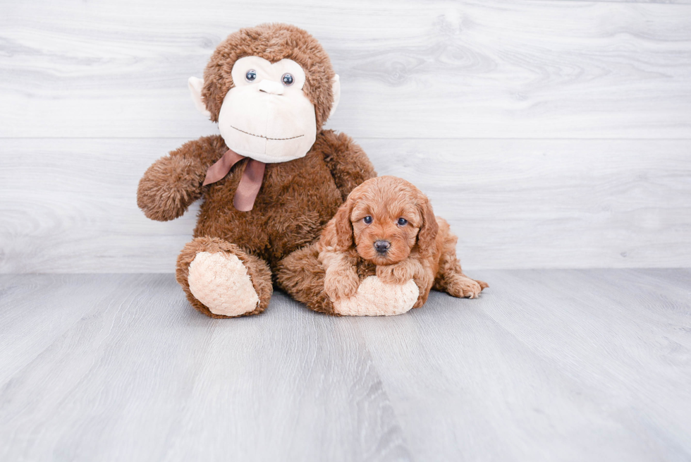 Sweet Cavapoo Baby