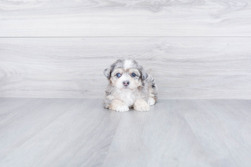 Friendly Mini Aussiedoodle Baby