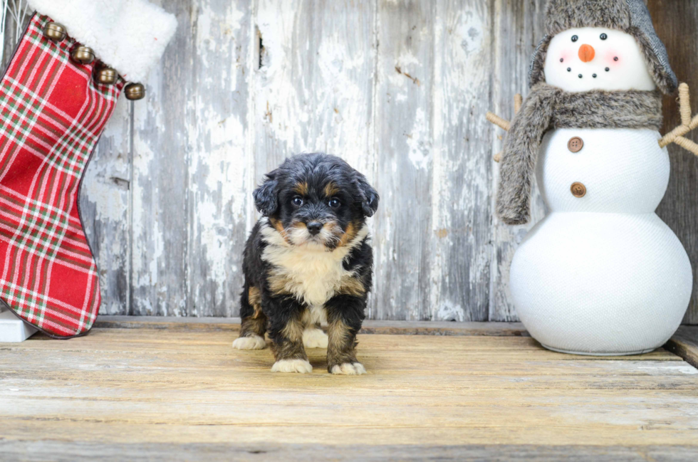 Mini Bernedoodle Puppy for Adoption