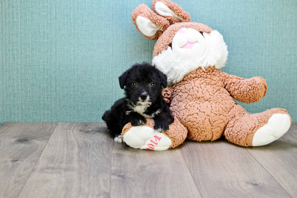 Yorkie Poo Pup Being Cute