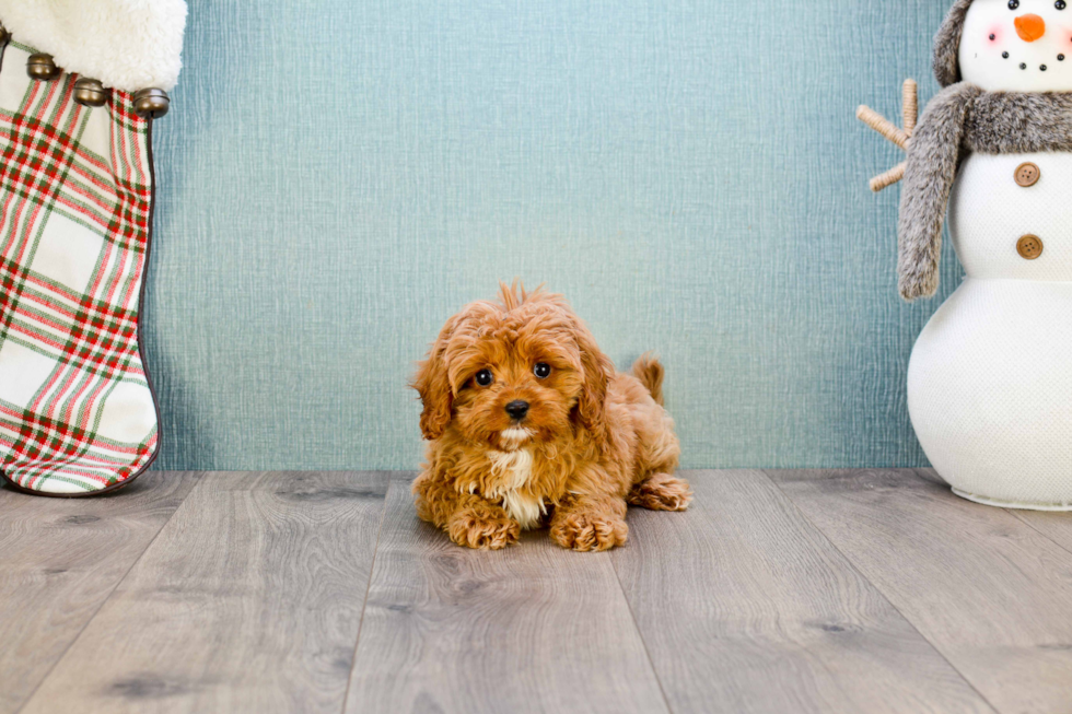 Cavapoo Pup Being Cute