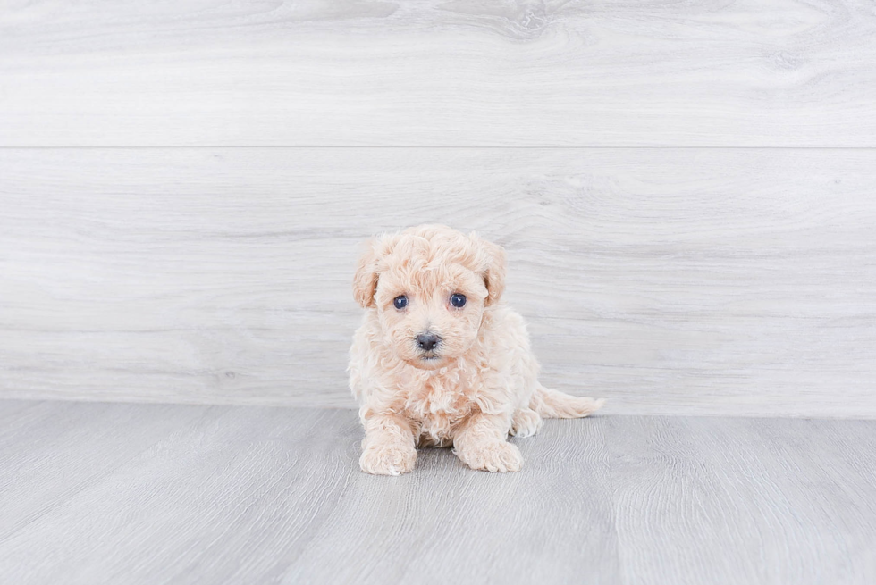 Havanese Pup Being Cute