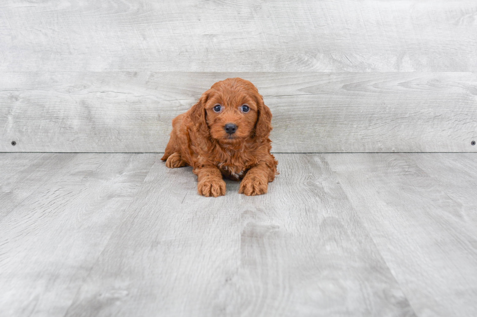 Small Mini Goldendoodle Baby