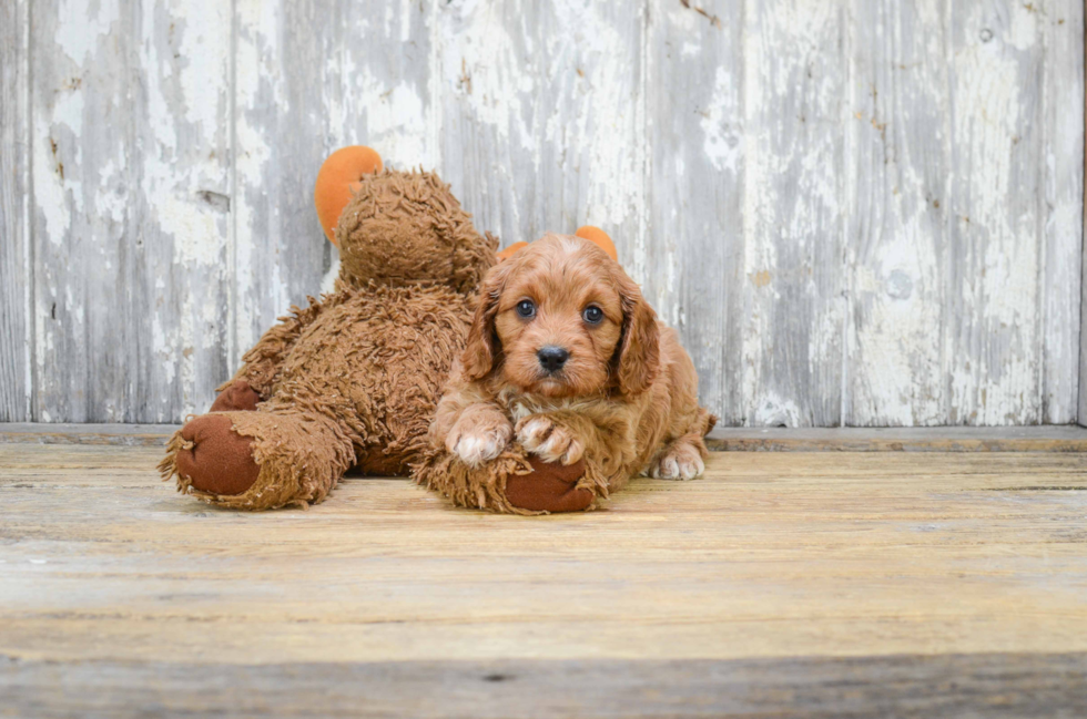 Best Cavapoo Baby