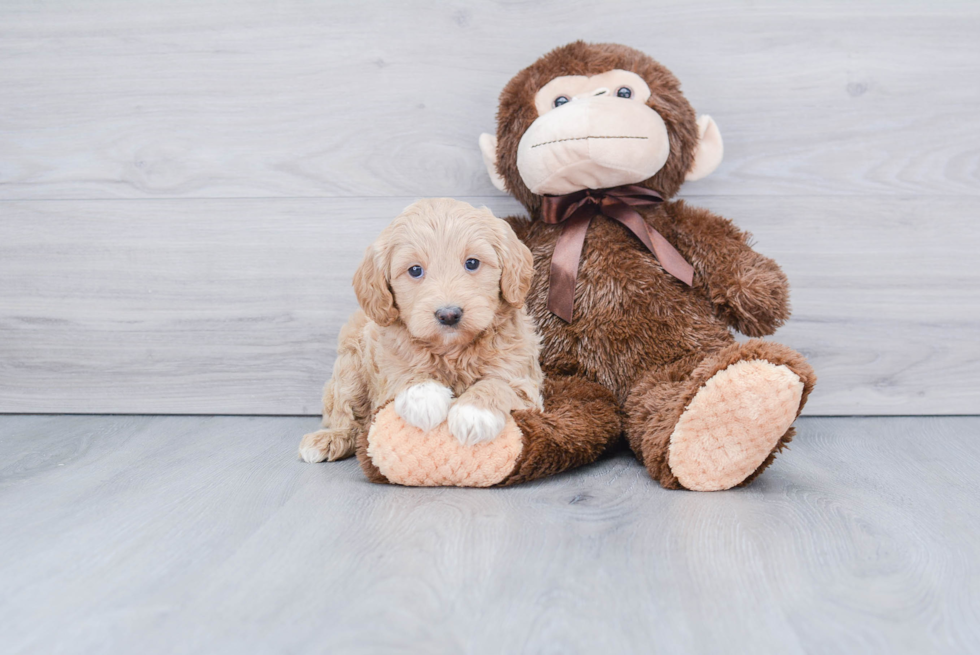 Mini Goldendoodle Puppy for Adoption