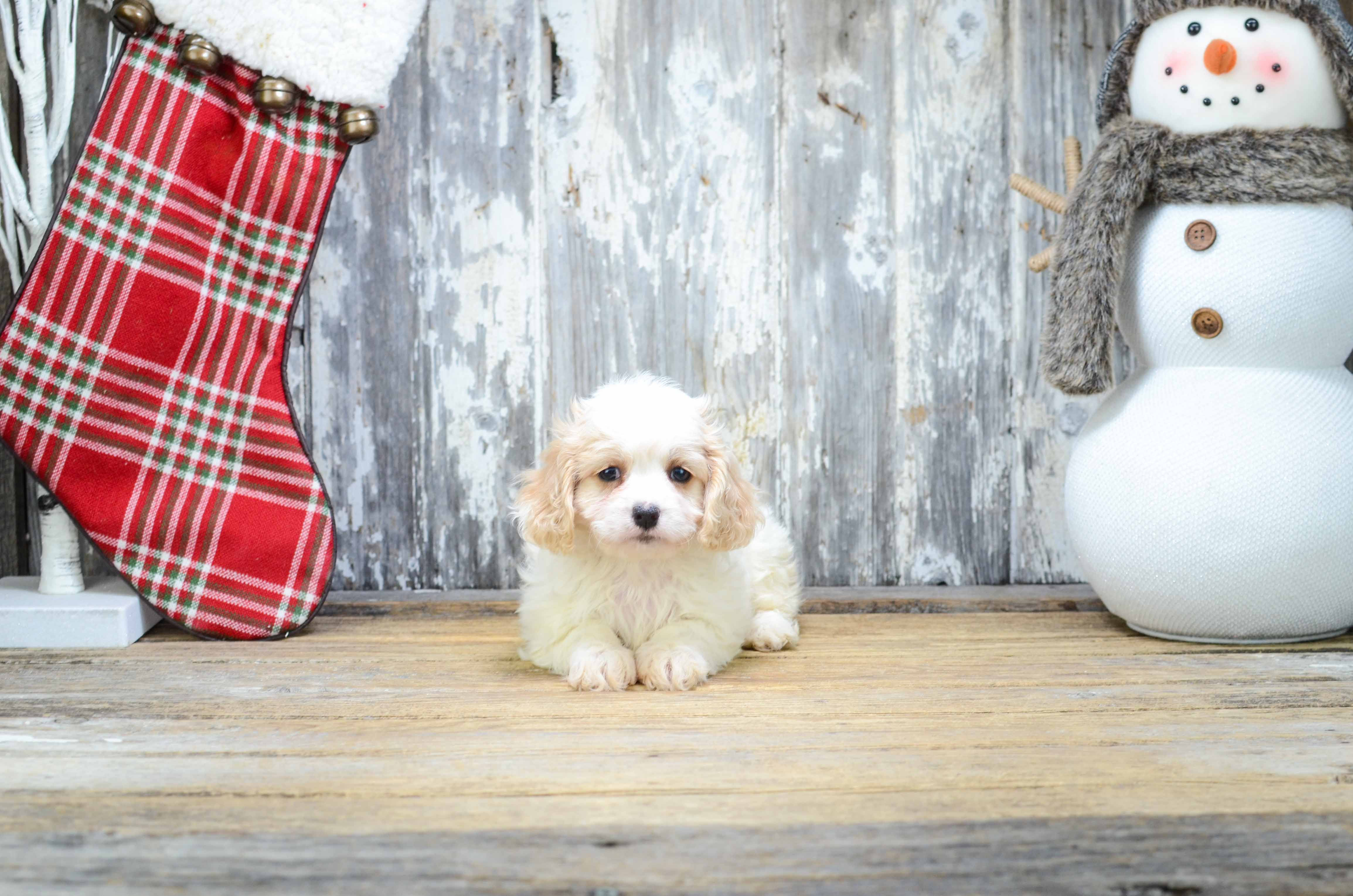Little Cavalier Designer Puppy