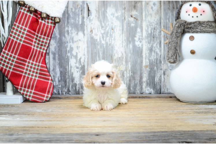 Little Cavalier Designer Puppy