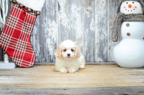 Little Cavalier Designer Puppy