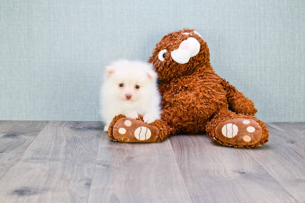 Akc Registered Pomeranian Purebred Pup