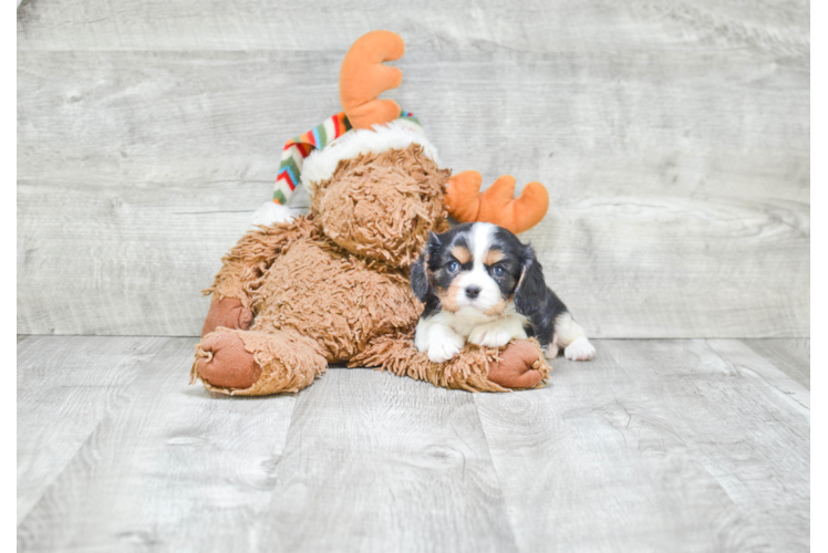 Cavalier King Charles Spaniel Puppy for Adoption