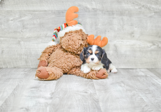 Cavalier King Charles Spaniel Puppy for Adoption