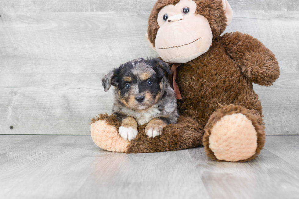 Best Mini Aussiedoodle Baby