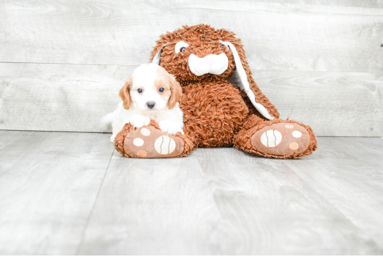 Best Cavapoo Baby