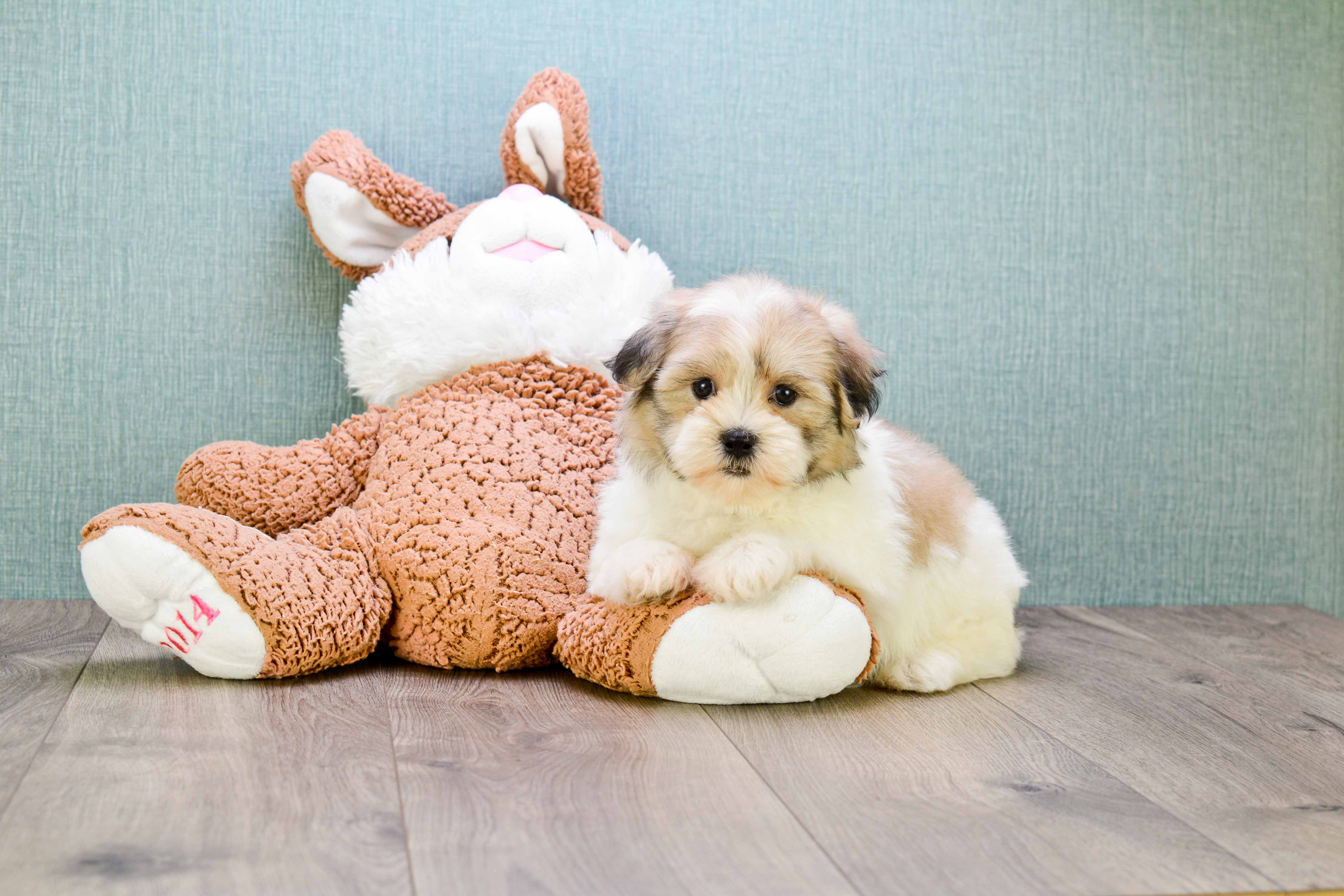 Teddy Bear Puppy for Adoption