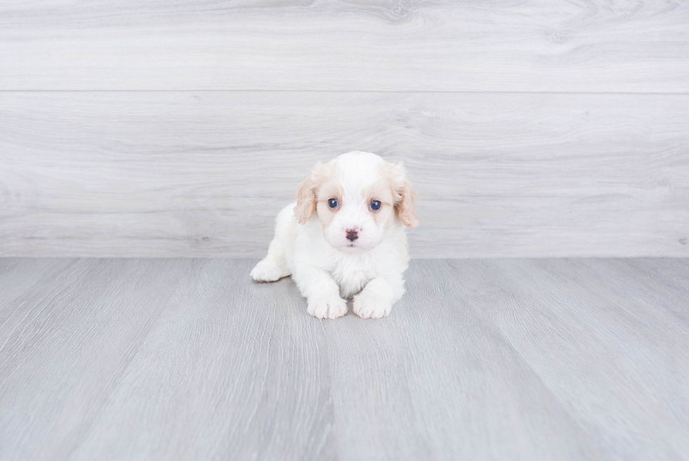 Small Cavalier King Charles Spaniel Baby