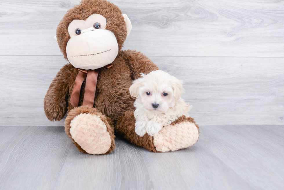 Friendly Maltipoo Baby