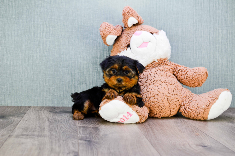 Meet Twinkle - our Yorkshire Terrier Puppy Photo 